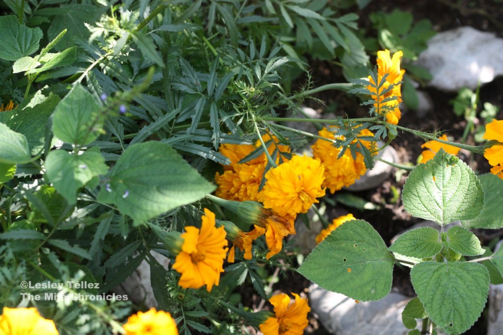 Wild cempasúchil, the traditional flower of Day of the Dead