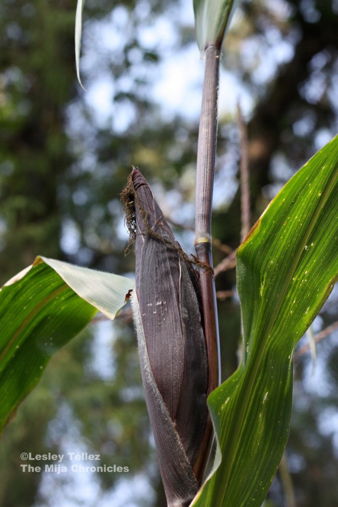 Black corn