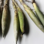 Corn from Mercado La Merced