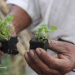 Cilantro, just beginning to sprout, from a chinampa in Xochimilco.