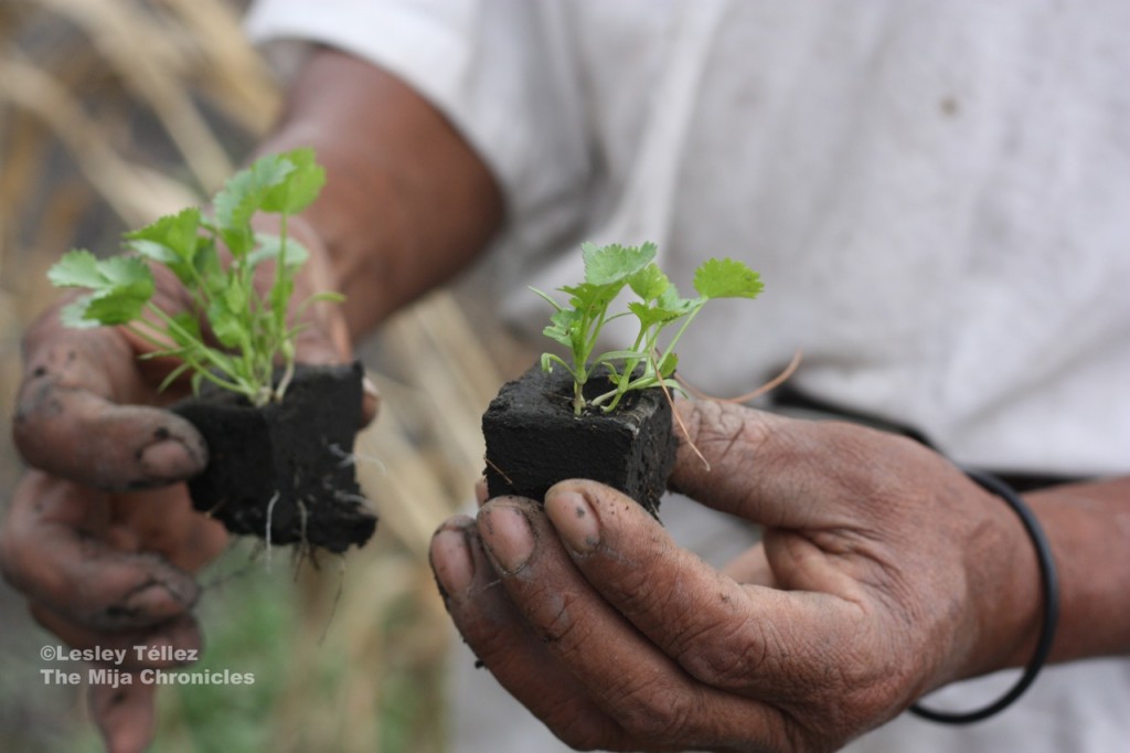 Cilantro seedlings in Xochimilco, Mexico City